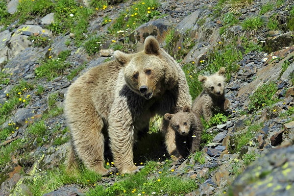 В Кавказском заповеднике начат учет медведей