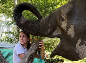 Как живут слоны на чайных плантациях в Сочи